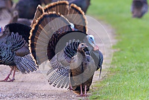 Wild Turkey Displays  805965