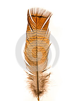 Wild Turkey Feather