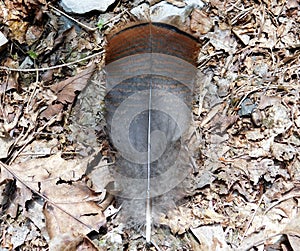 Wild Turkey Feather