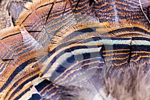 Wild Turkey Feathers Tail Feathers Fan