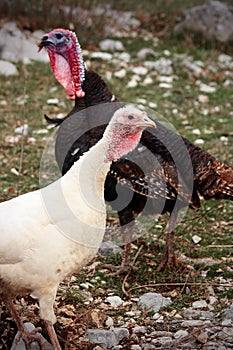 Wild turkey female and male