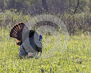Wild turkey in a field in full expanded plumage during mating season.
