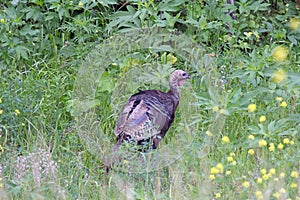 Wild Turkey in a Field photo