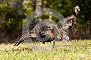 Wild turkey flock looking for food.