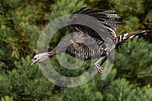 Wild turkey flying with wings spread in-flight.