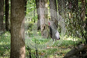 Wild Turkey In Forest