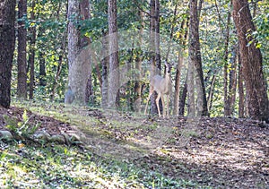 Deer and a wild turkey in the woods