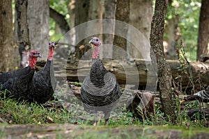 Wild Turkey Galliformes Phasianidae