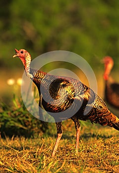 Wild Turkey Gobbler