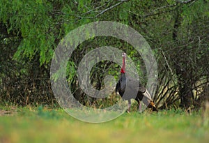 Wild Turkey Gobbler