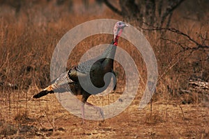 Wild Turkey Gobbler photo