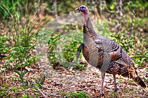 Wild Turkey Gobbler