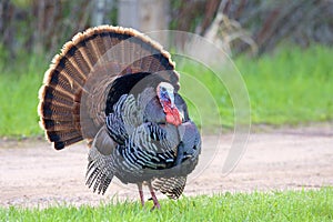 Wild Turkey Gobbler  805974