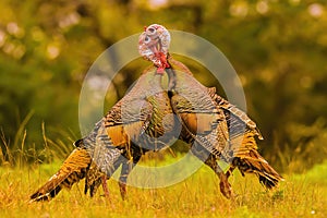 Wild Turkey Gobblers battle for dominance during mating season photo