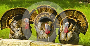 Wild Turkey Gobblers display their beauty during spring mating season