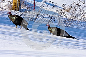 Wild Turkey Gobblers in Snow     801329