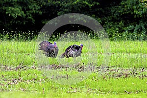 Wild Turkey Gobblers in Spring   604339