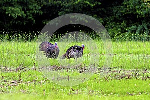 Wild Turkey Gobblers in Spring   604339 photo