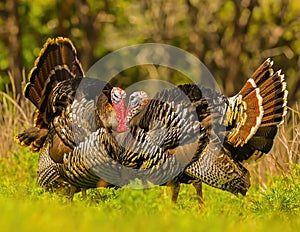 Wild Turkey Gobblers square off for breeding rights during springtime mating season