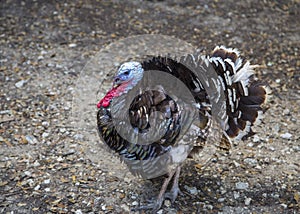 Wild Turkey gobbling in field photo