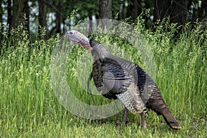 A Wild Turkey In A Gobbling Mood