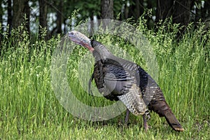 A Wild Turkey In A Gobbling Mood photo