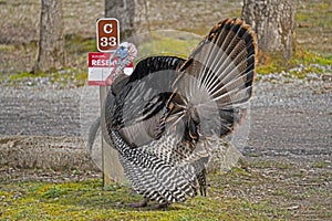 Wild Turkey guarding a camping spot in Cades Cove.