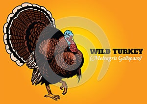 Wild turkey in hand drawing style
