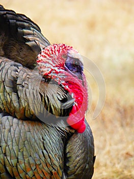 Wild Turkey head closeup showing red wattle