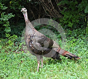 Wild Turkey Hen