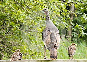 Wild Turkey Hen And Chicks