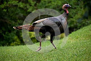 Wild Turkey on hill in Lake Geneva, Wisconsin