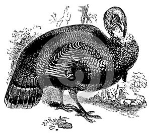 Wild turkey I Antique Bird Illustrations