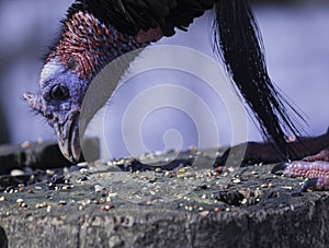 Wild Turkey With Its Beard Touching Its Feet