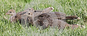 Wild Turkey Juveniles Resting with Caution