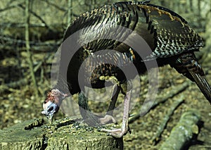 Wild Turkey Looking At Bird Seed