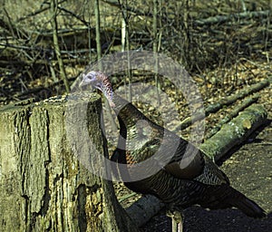 Wild Turkey Looking At Bird Seeds