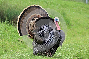 A wild turkey, male