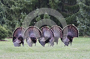 Wild turkey mating dance