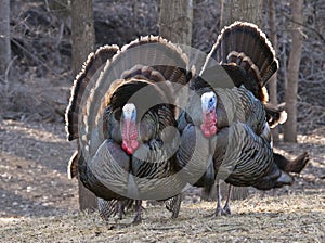 Wild turkey mating display