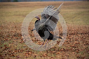 Wild turkey in a meadow