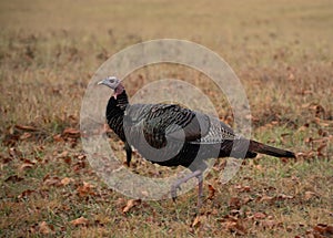 Wild turkey in a meadow