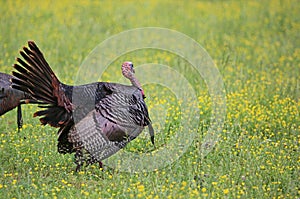 Wild turkey on meadow