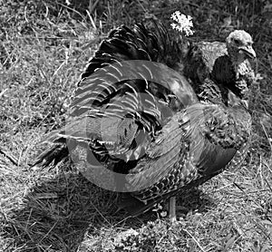 The wild turkey Meleagris gallopavo