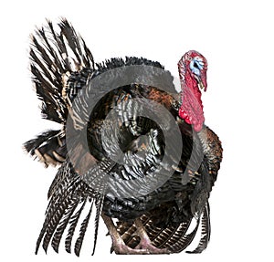 Wild Turkey, Meleagris gallopavo photo