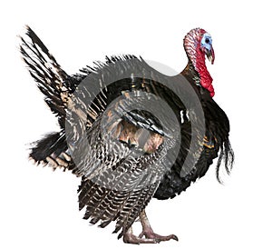 Wild Turkey, Meleagris gallopavo