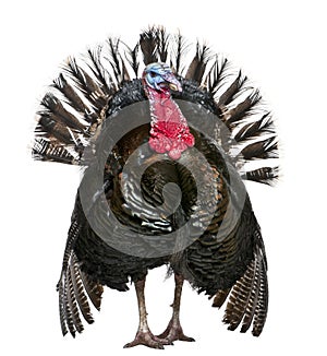 Wild Turkey, Meleagris gallopavo