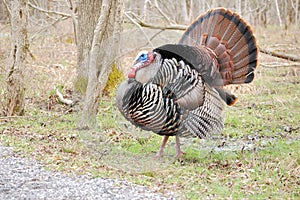 Wild Turkey (Meleagris gallopavo)