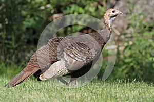 Wild Turkey (Meleagris gallopavo) photo