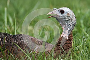 Wild Turkey (Meleagris gallopavo)